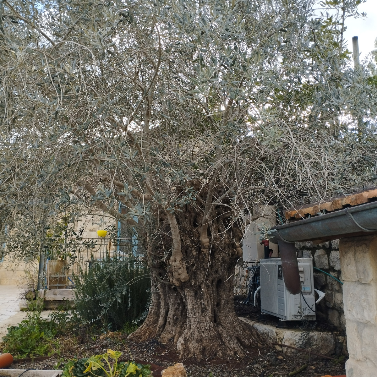 Старая олива в деревне Илания (Седжера) у подножия горы Тавор. Оливы - одни из стареших растений на планете - их возраст может достигать 2 000 лет. 