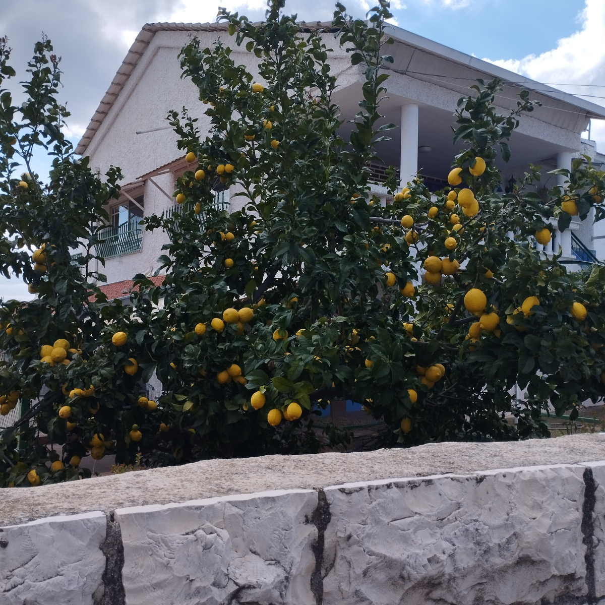 Лимонное дерево в черкесской (адыгской) деревне Кфар Кама 