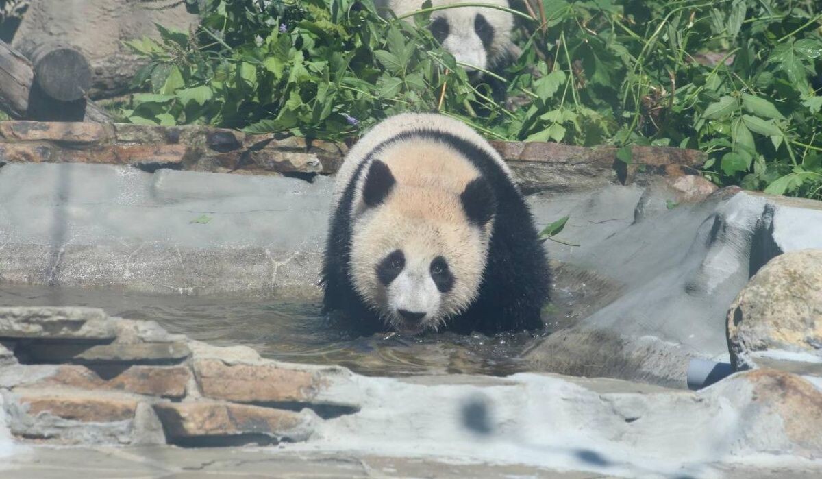     Катюша. Источник: t.me/svetlanaakulova1 Автор фото: Светлана Акулова