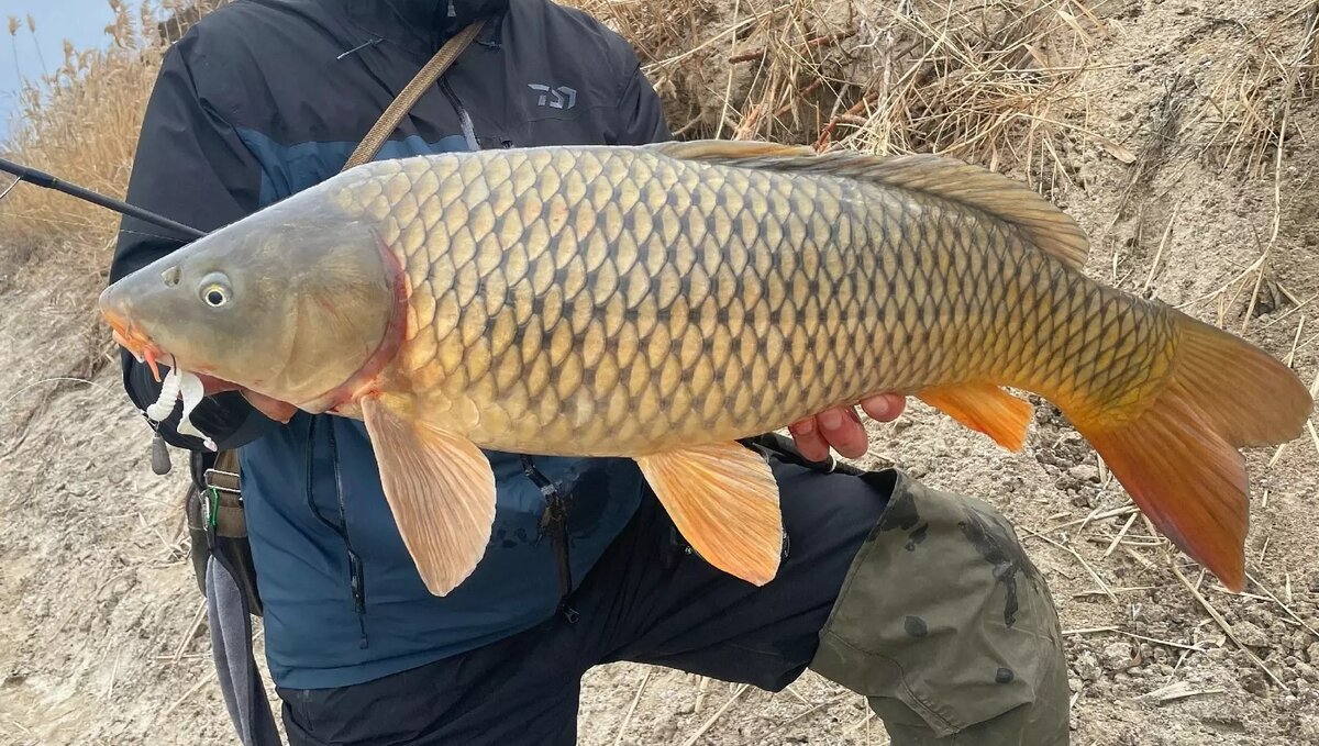     Источник: ВКонтакте Виталий Шульга