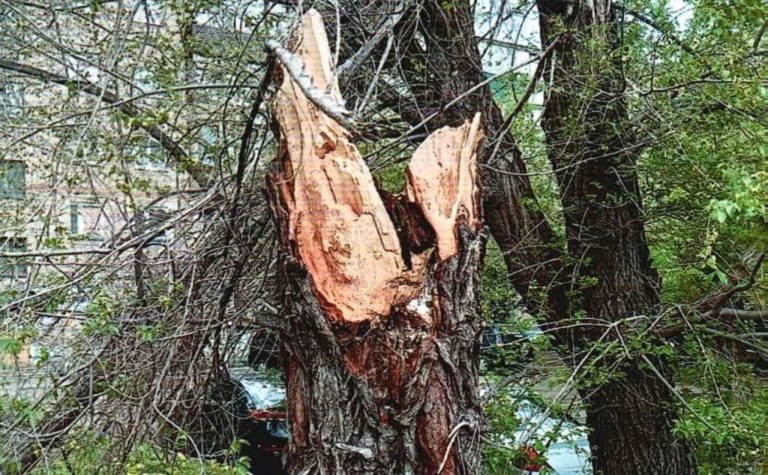    Новотройчанка получит 300 тысяч рублей за упавшее на неё дерево Оренбуржье