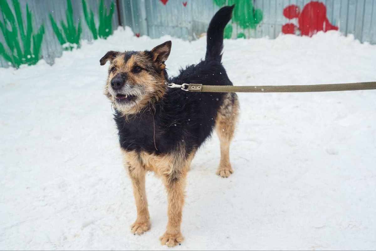 Потенциал охранника и защитника дома и, конечно, самого верного друга!