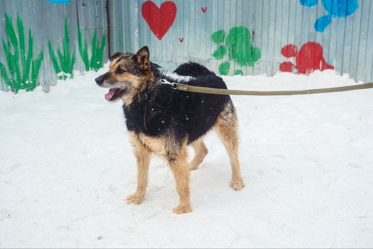 Давайте поможем пёсику!