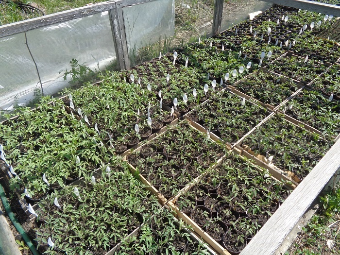 Моя рассада без пикировки