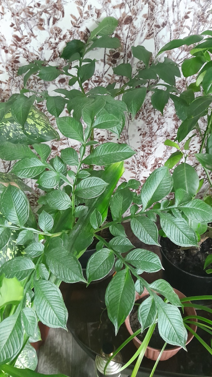 Два клубня вместе. Не делайте так! Зонтикам тесно. 