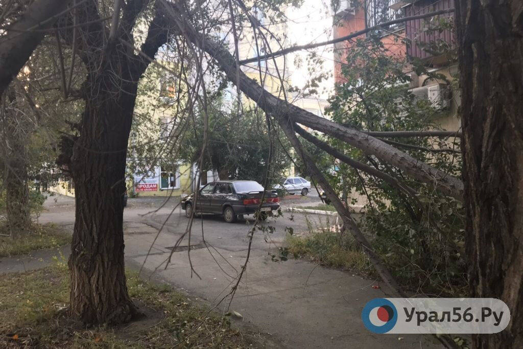    Управляющая компания выплатит 300 тысяч рублей в качестве компенсации за падение дерева на жительницу Новотроицка