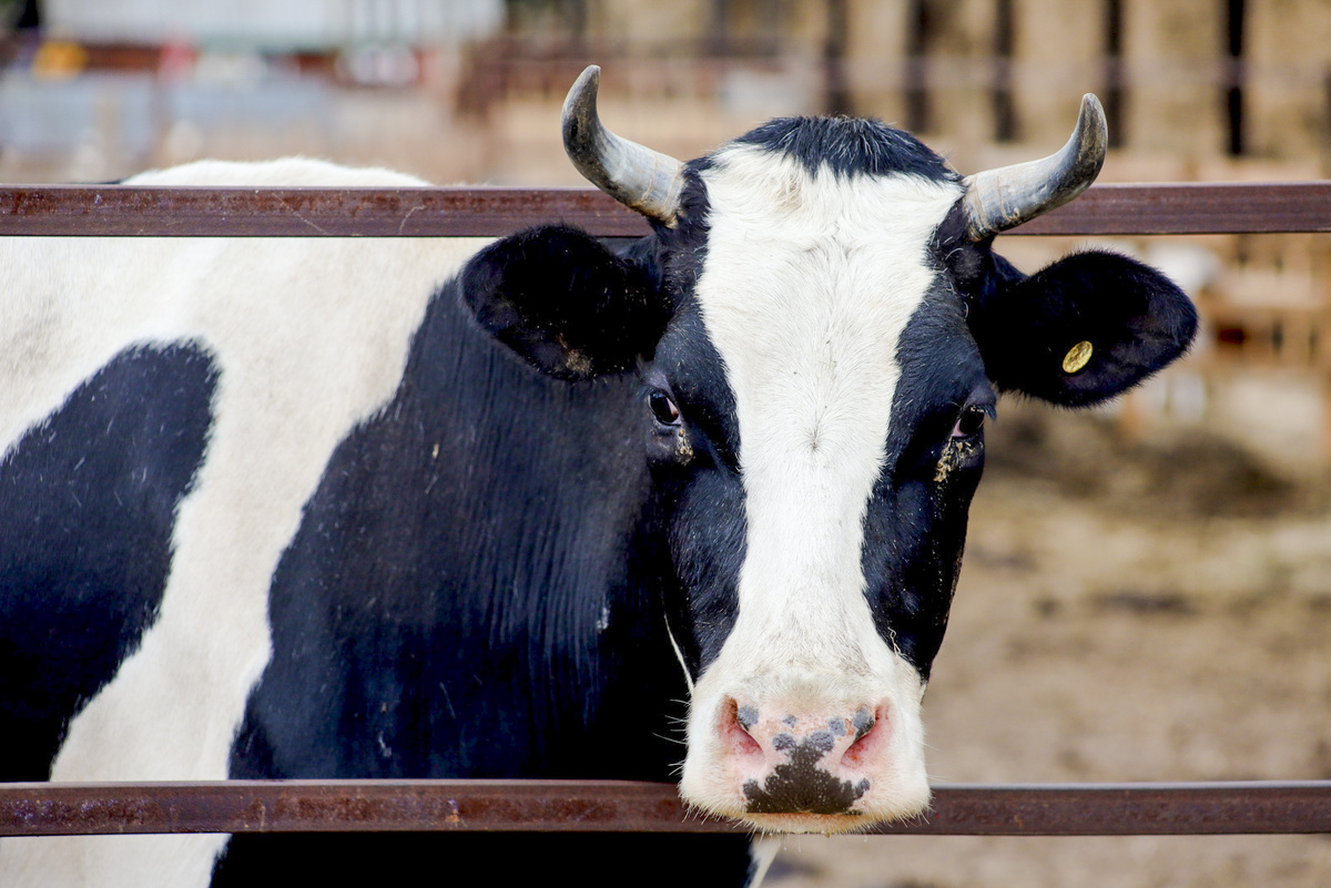 Причиной стал навоз.  Фото: Фото: ФедералПресс / Елена Майорова
