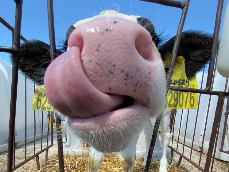     Фото: "МК в Калуге"