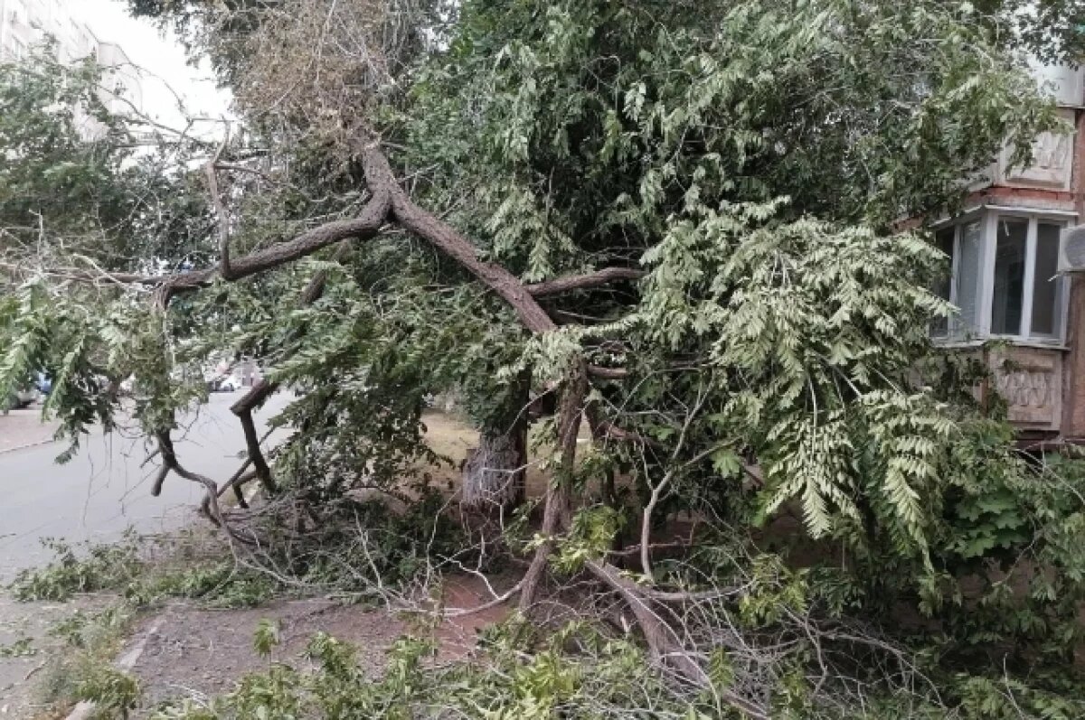    300 000 рублей заплатят новотройчанке за упавшее на нее дерево