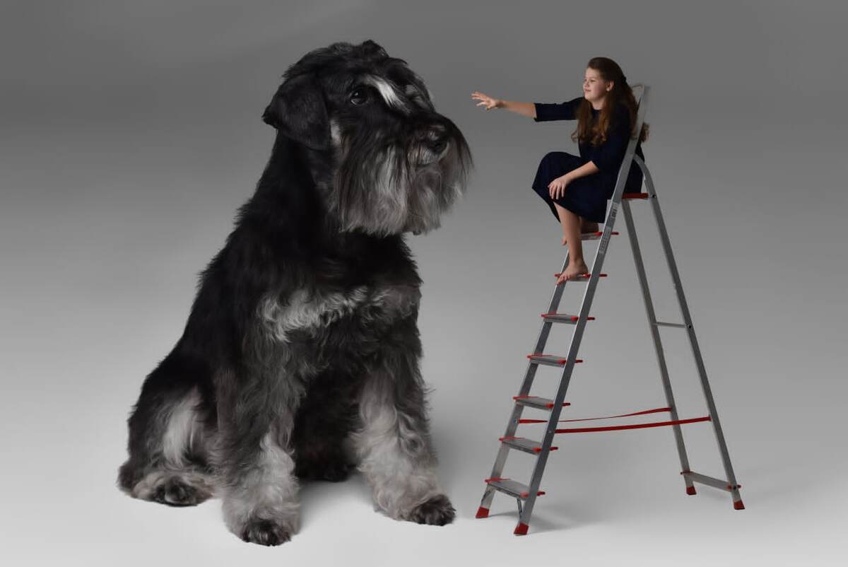 Недавно была фотоссесия с моей собакой Фико! Эта фотка моя любимая. 