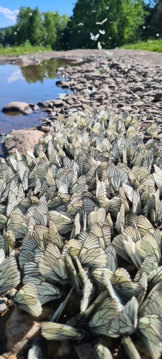 Бабочки на Телецком 