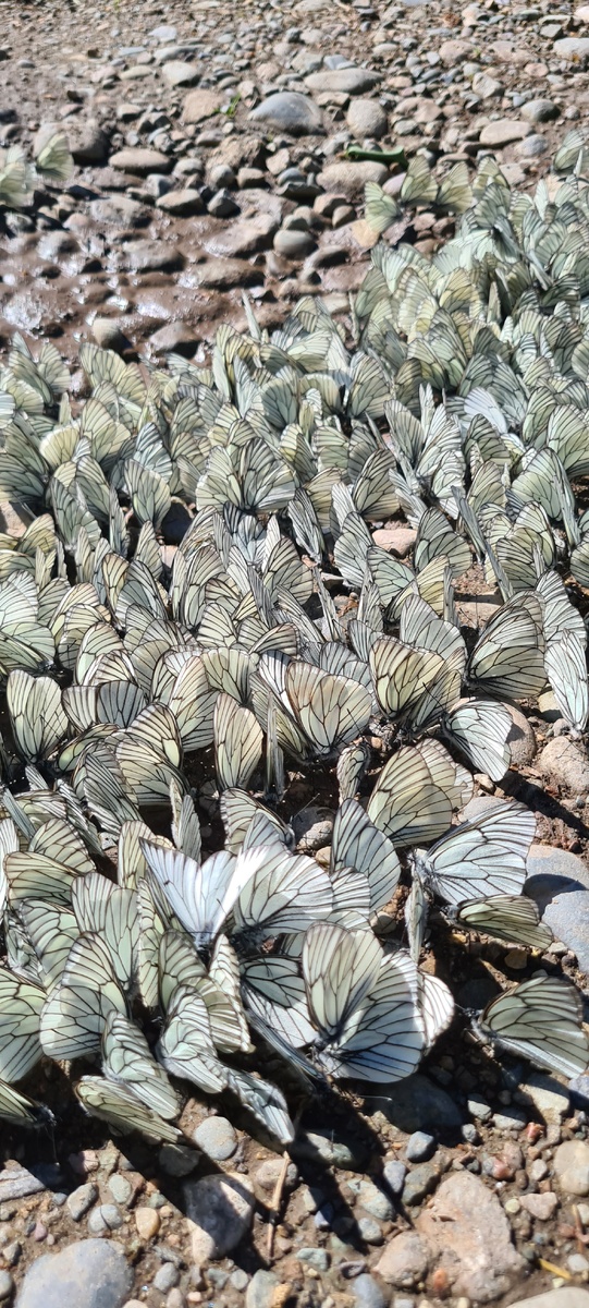 Бабочки - капустницы на Телецком озере