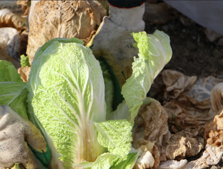 осенний урожай