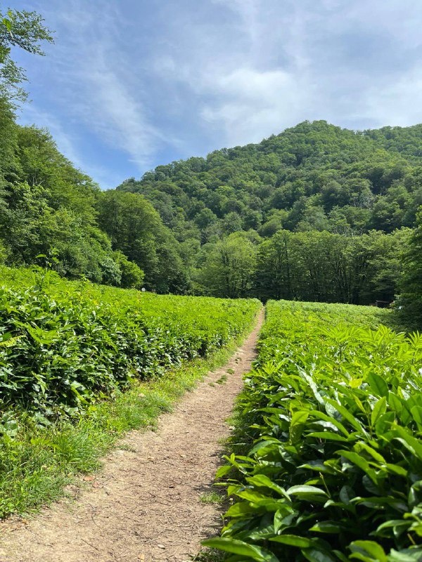 Тропа к речке через живописнейшие чайные плантации 