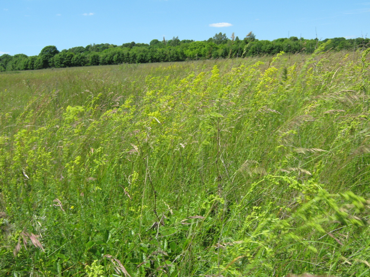 Луг в районе села Дубики