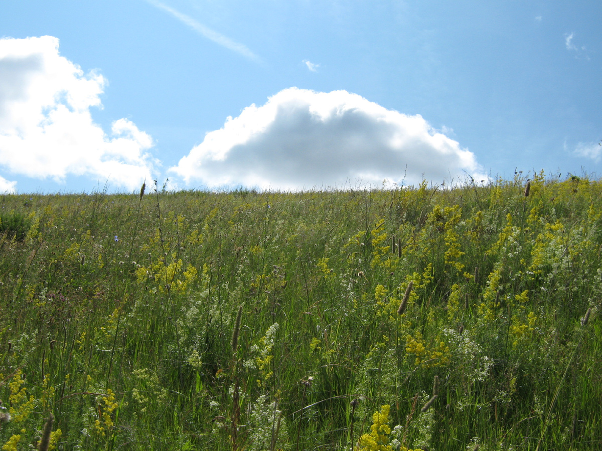 Луг на склоне холма в районе села Туртень
