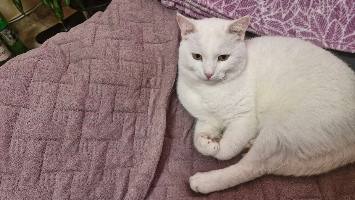 Кот мой, но тот, о котором пойдет речь в рассказе, тоже белый