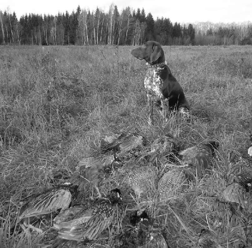 На фазаньей охоте