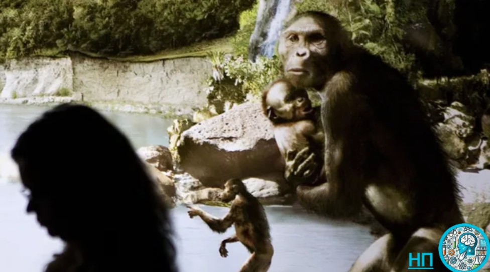 Скульптура «Люси», гоминина Australopithecus afarensis возрастом 3,2 миллиона лет , вместе с детенышем и другими членами группы, выставленная в Музее естественных наук Хьюстона в 2007 году.