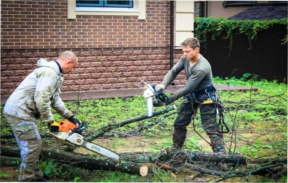 Штрафы за спил дерева на собственном участке: что нужно знать владельцам земельных участков