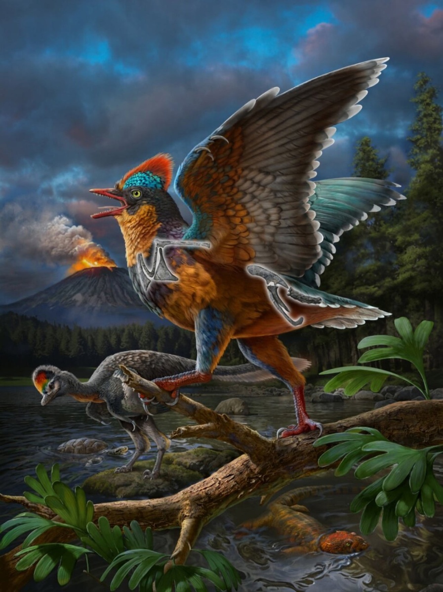Баминорнис (Baminornis zhenghensis)