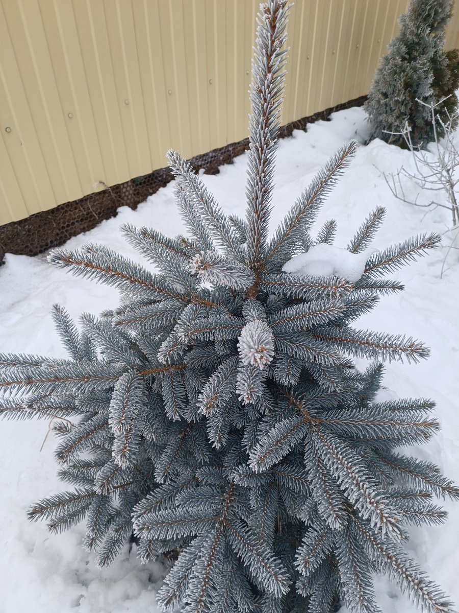 На ёлочки да розочки любоваться 😍