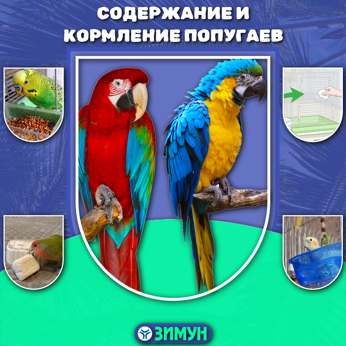 Заставка с попугаями на фоне