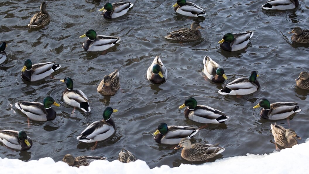    Фото: НИКОЛАЙ ГИНГАЗОВ/GLOBALLOOKPRESS