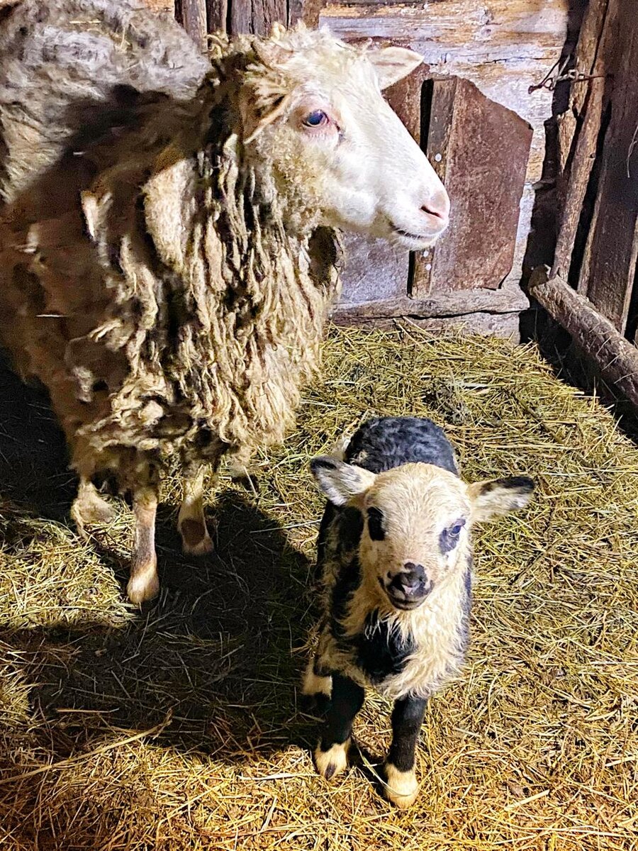 Наши овечки 