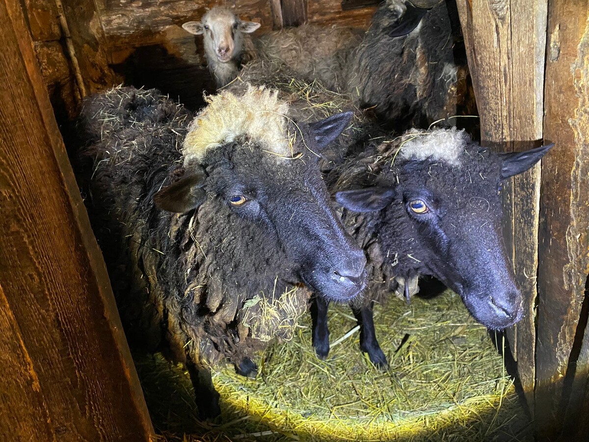 Наши любимцы 