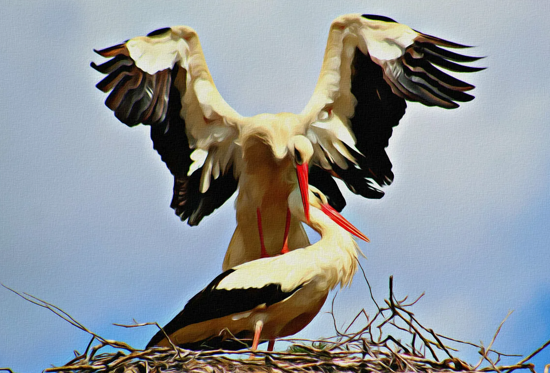 Любовь аистов: не о верности, а о выживании