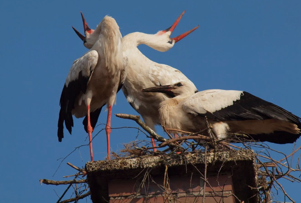 Язык аистов: треск клювов и брачные ритуалы