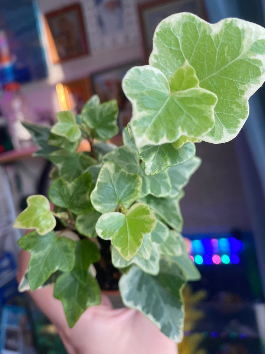 Плющ хедера из личной коллекции 