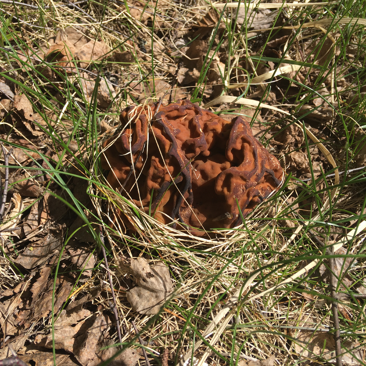 Строчок «поджарился» на майском солнце, уже начинает пылить