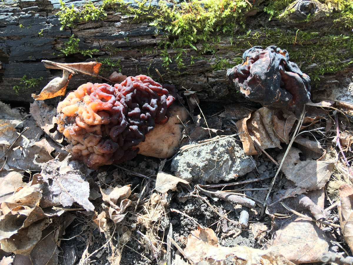 Строчки-гигас-сухарики и полусухарики