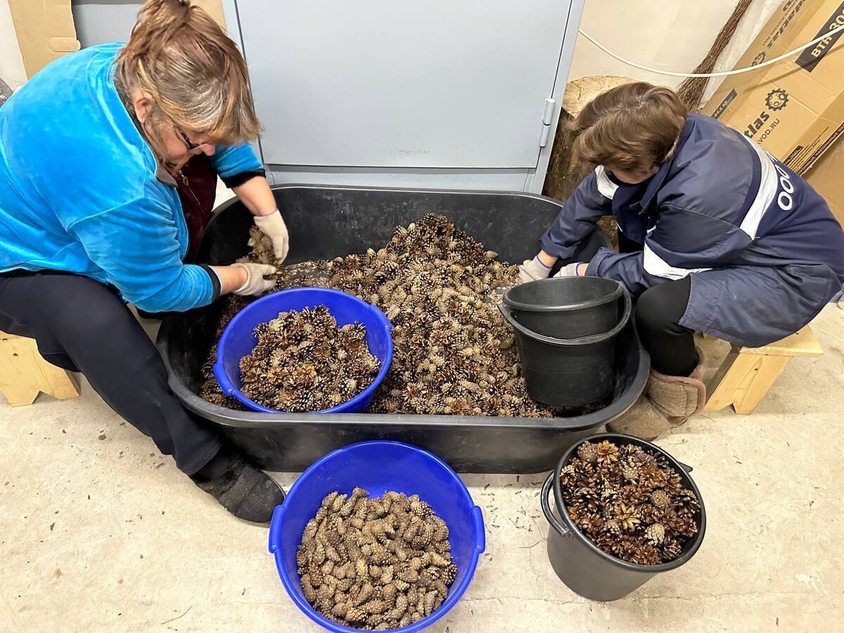 Сортировка шишек