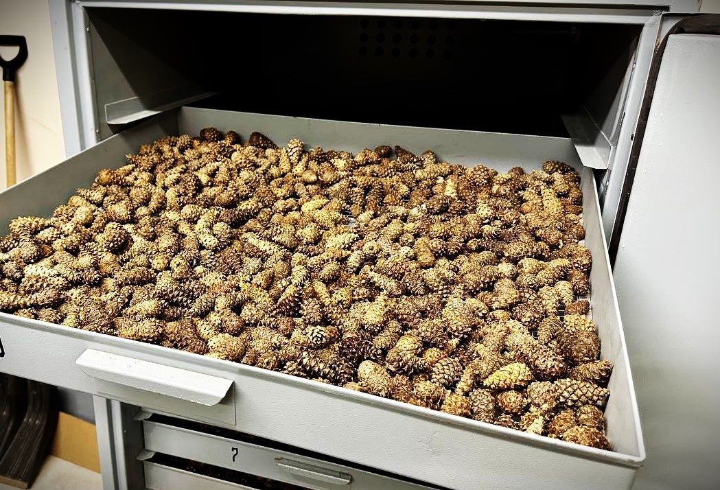 Шишкосушилка в национальном парке " Бузулукский бор"