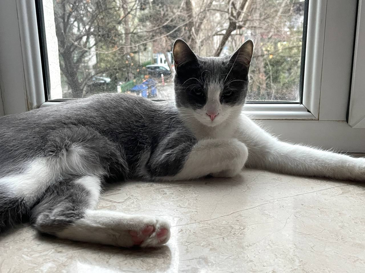 Освоилась она быстро — вон с каким царским видом возлежит на подоконнике 