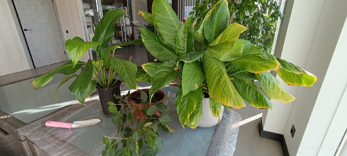 Спатифиллум и циссус