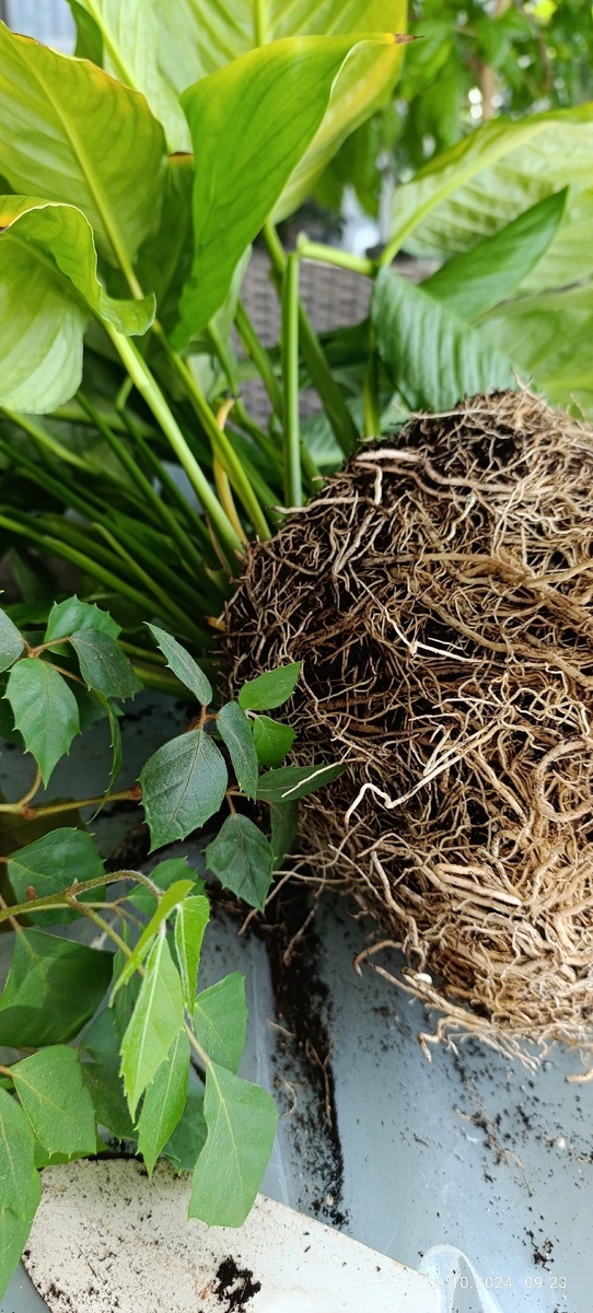 Корни спатифиллума