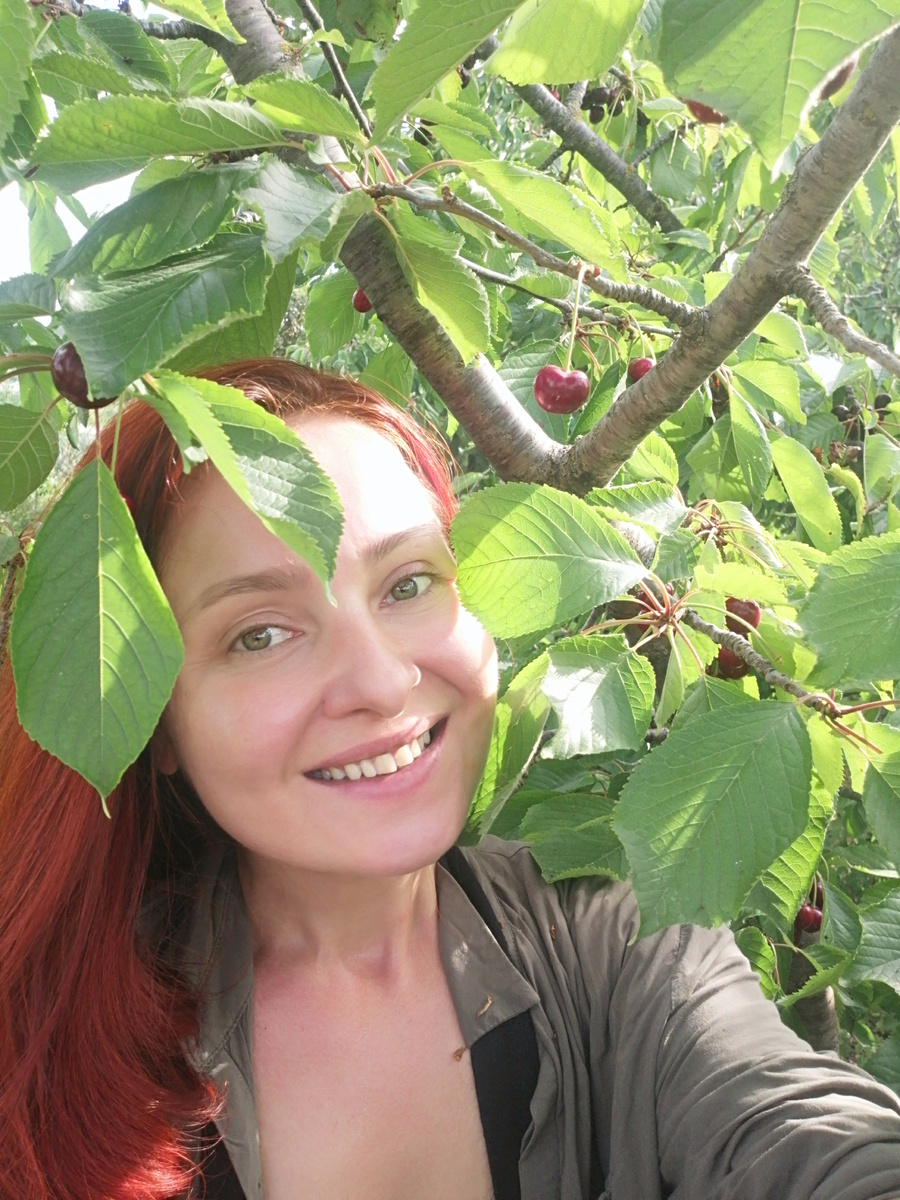 в гостях на даче, довольная, собираю черешню
