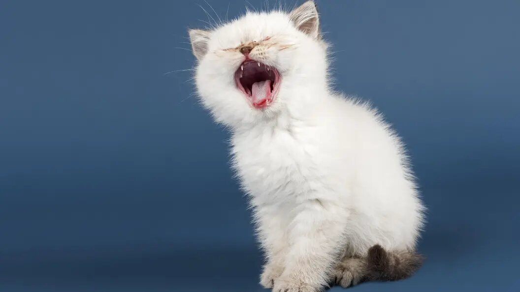    Erich Schmidt/imageBROKER.com/Globallookpress