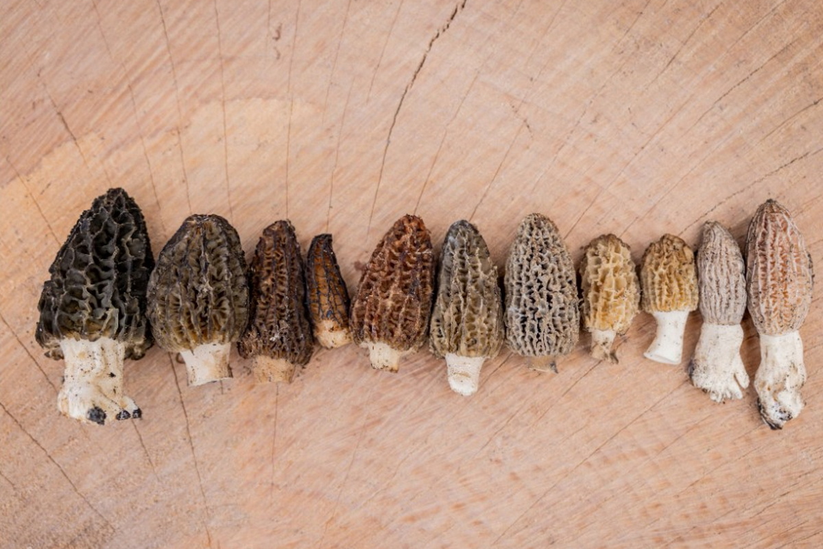     Понадобится терпение: как вырастить сморчки на участке