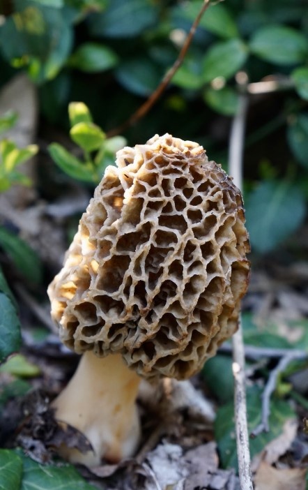    Фото: unsplash.com/@elsbethcat