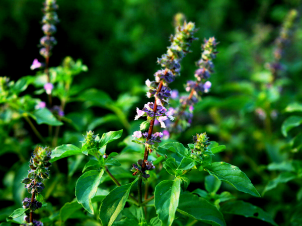 Цветы тулси (базелика)