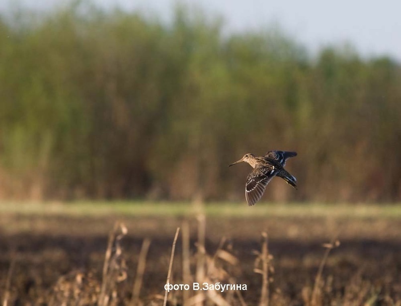 перелёты дупелей на току