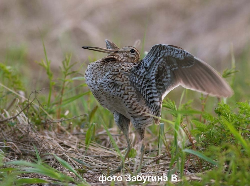 Токующий дупель