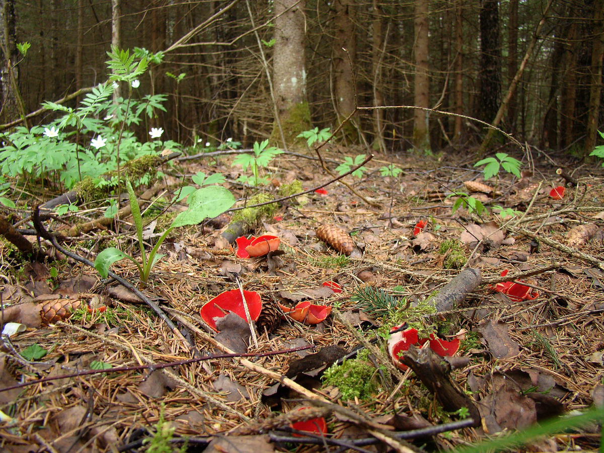 Саркосцифа. Фото автора