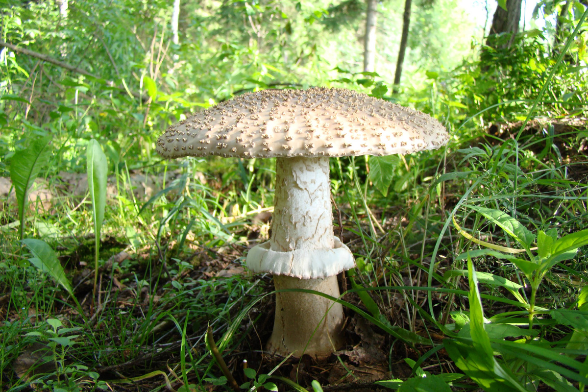 Мухомор серо-розовый. Фото автора