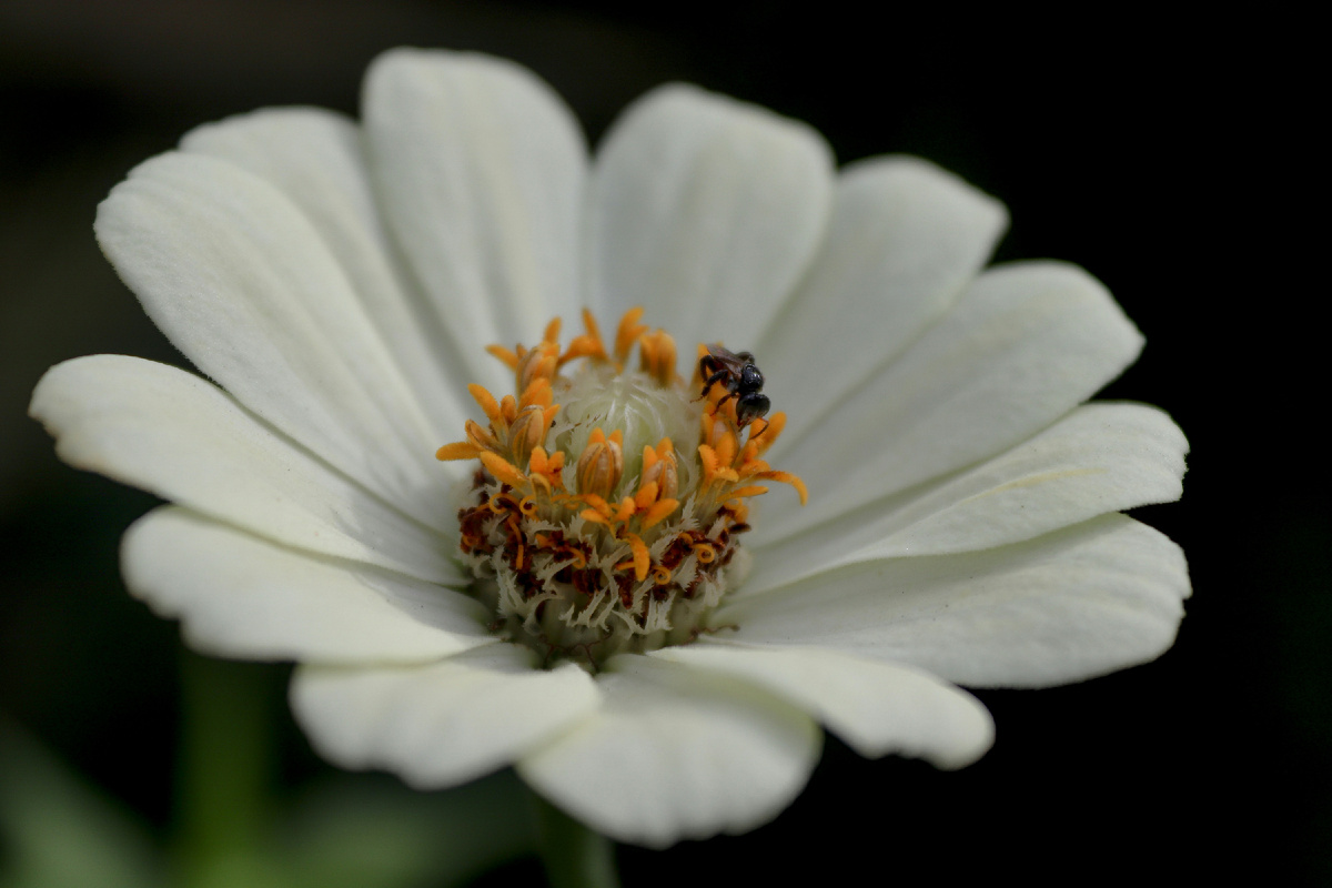 Картинка с бесплатного фотостока https://unsplash.com, автор Dian Tindaon